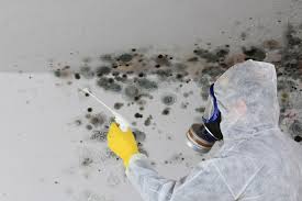 Best Mold Odor Removal Services  in Monte Sereno, CA